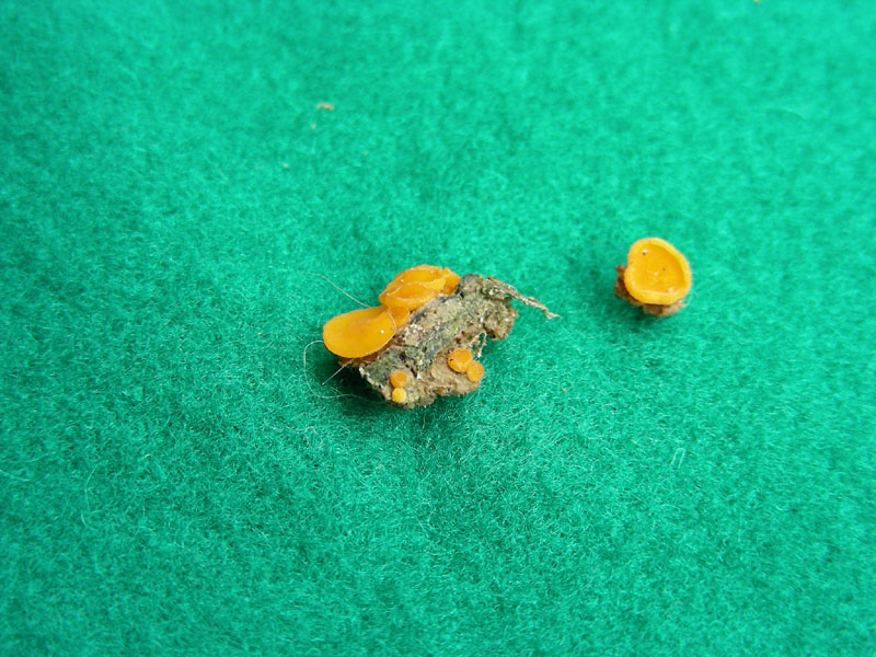 Anthracobia macrocistis?fotog.il 22.01.2010.