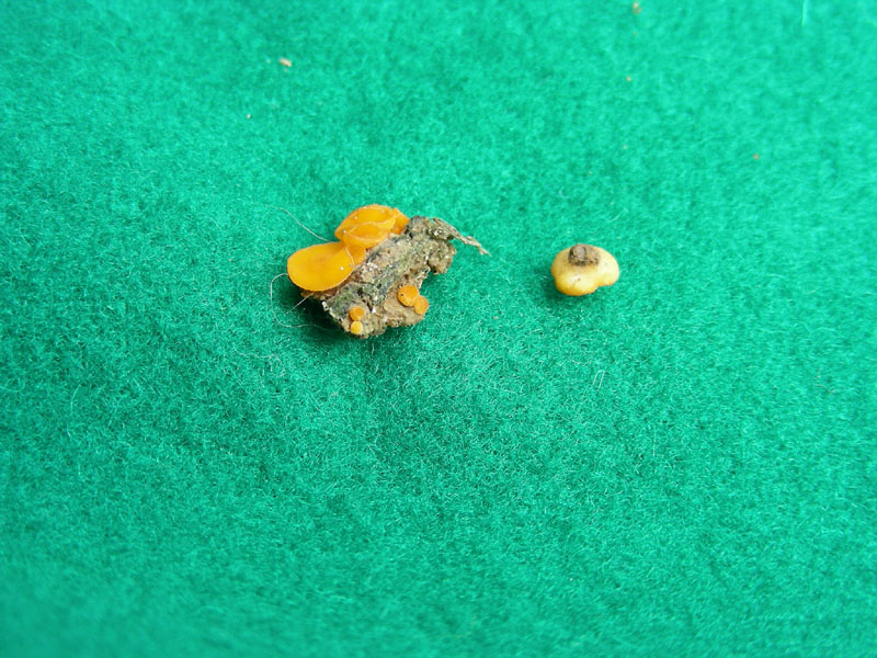 Anthracobia macrocistis?fotog.il 22.01.2010.