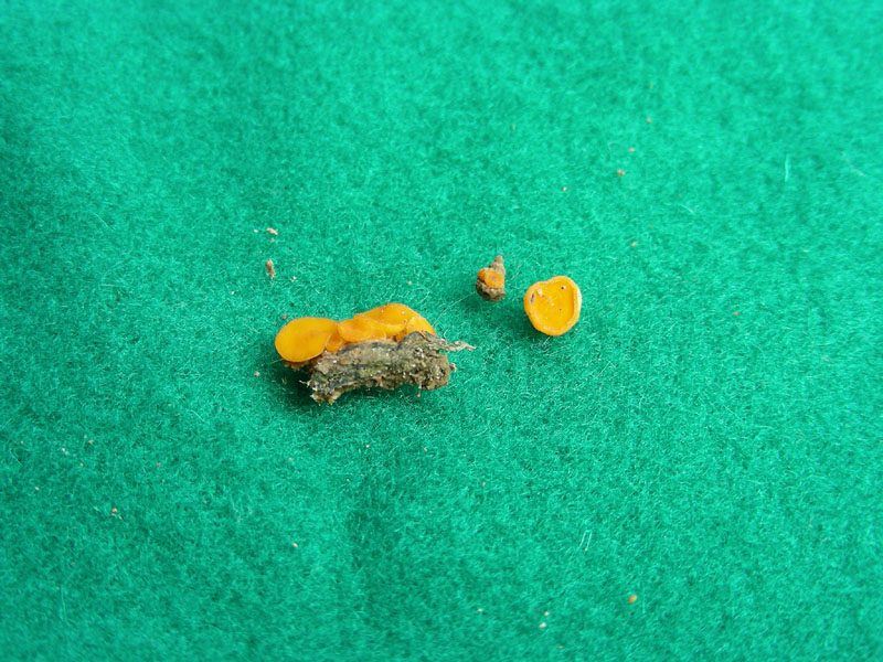 Anthracobia macrocistis?fotog.il 22.01.2010.