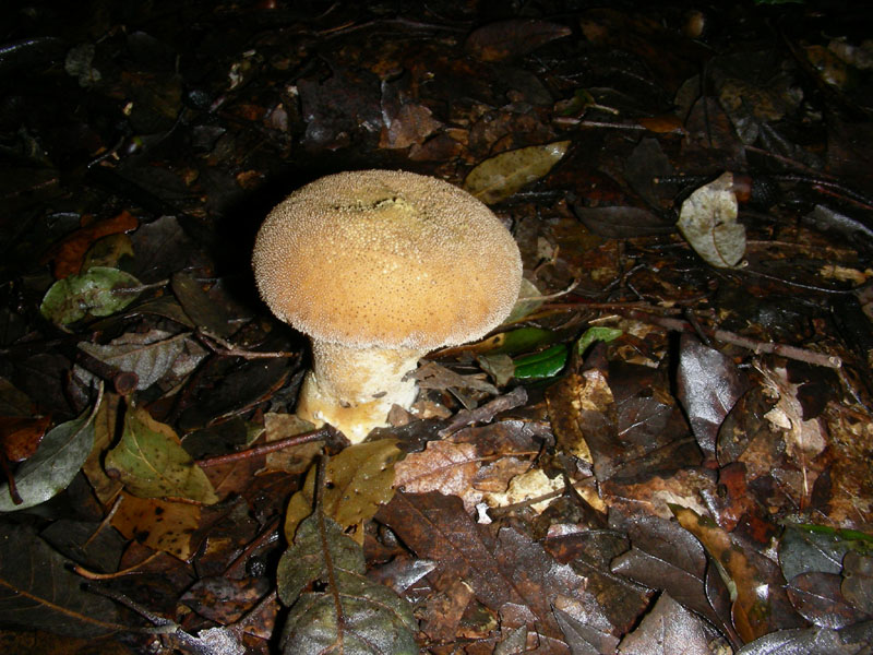 Escursione 26.01.2010.