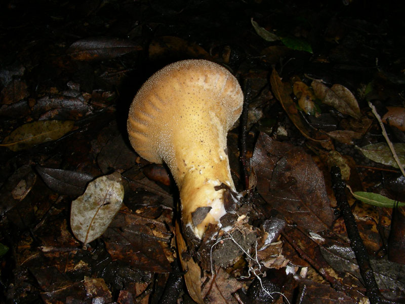 Escursione 26.01.2010.