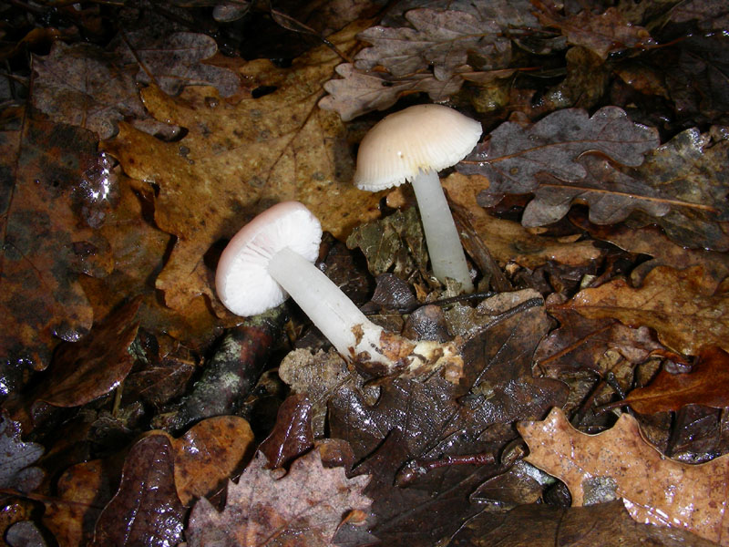 Ritrovamento del 26.01.2010.