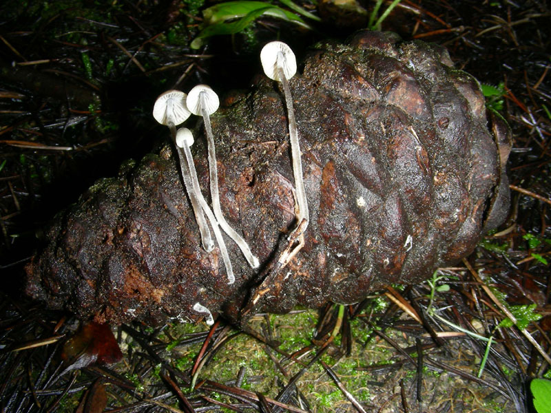 Ritrovamento del 26.01.10.