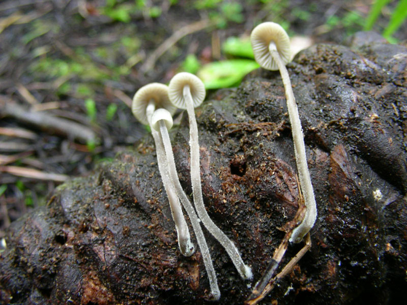 Ritrovamento del 26.01.10.