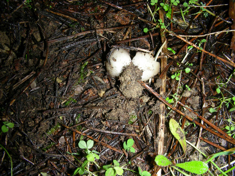 Helvella acetabulum f.ma sulcata ? fotog.il 26.01.10