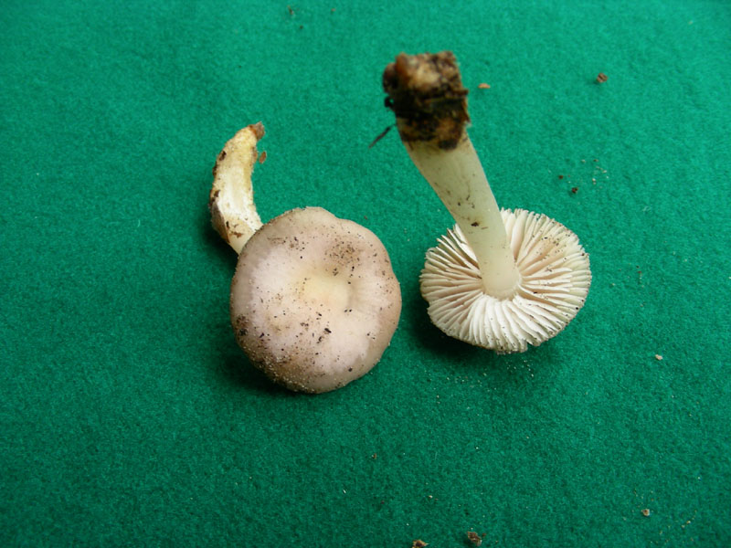 Ritrovamento del 26.01.2010.