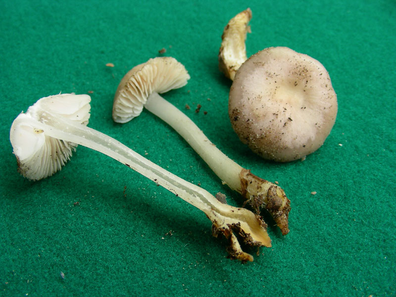 Ritrovamento del 26.01.2010.