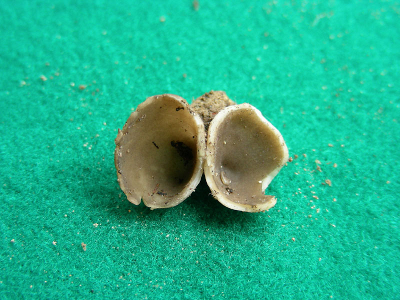 Helvella acetabulum f.ma sulcata ? fotog.il 26.01.10