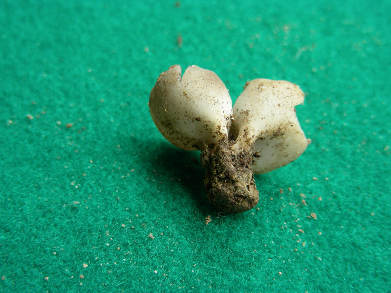 Helvella acetabulum f.ma sulcata ? fotog.il 26.01.10
