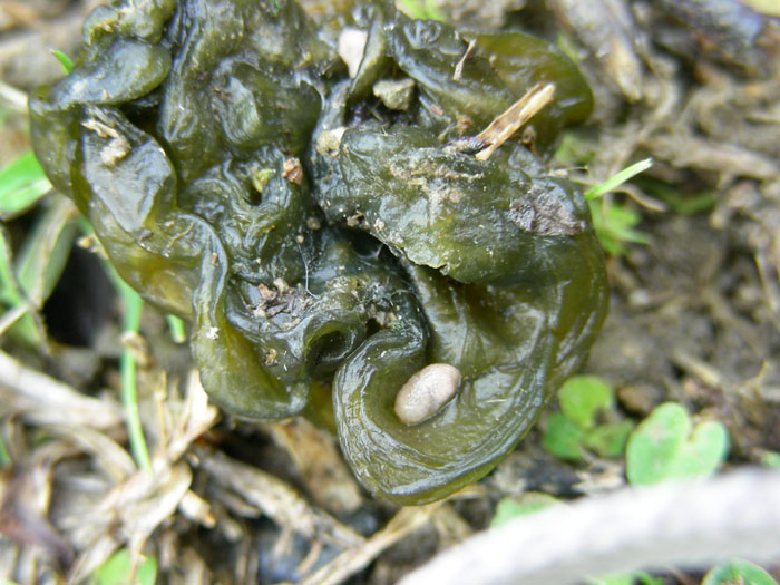 Sono solo quattro da determinare grazie.