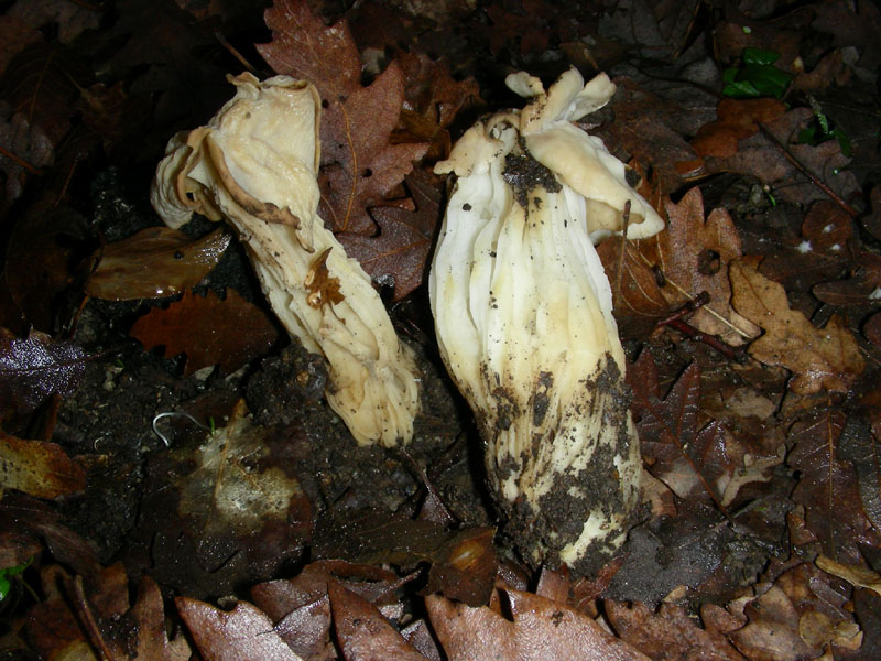 Escursione  29.01.2010