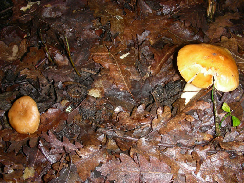 Escursione  29.01.2010