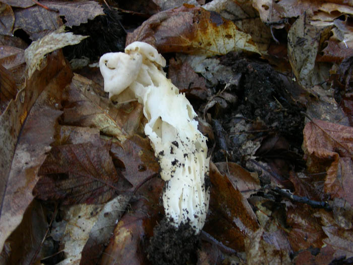 Alcuni ritrovamenti 02.01.09.