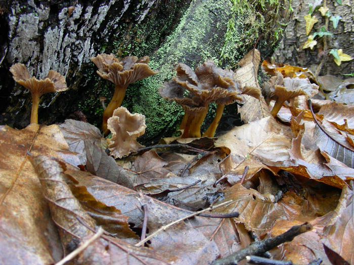 Alcuni ritrovamenti 02.01.09.