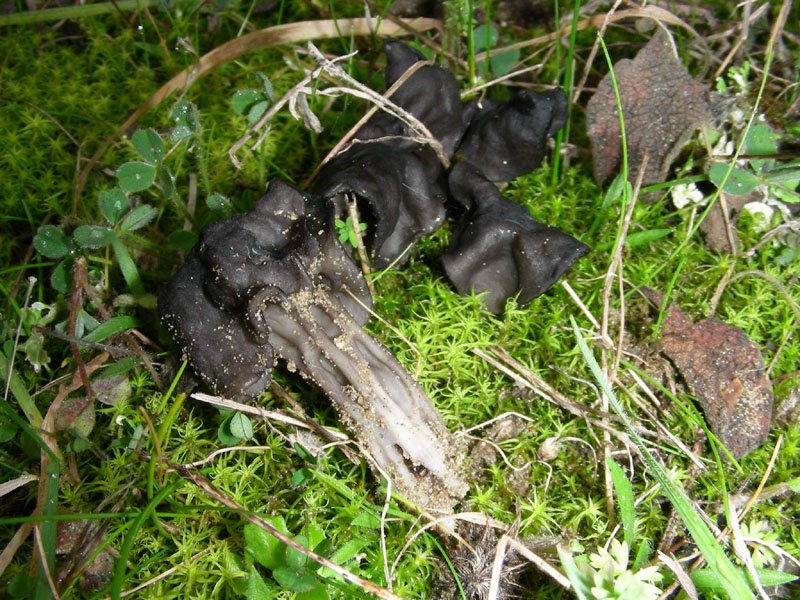 Escursione  29.01.2010