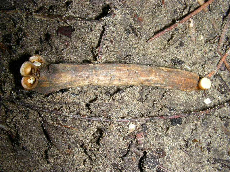 Escursione  29.01.2010