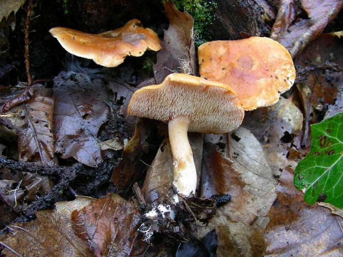 Alcuni ritrovamenti 02.01.09.