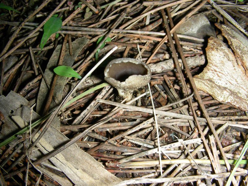 Ritrovamento del 02.02.2010.