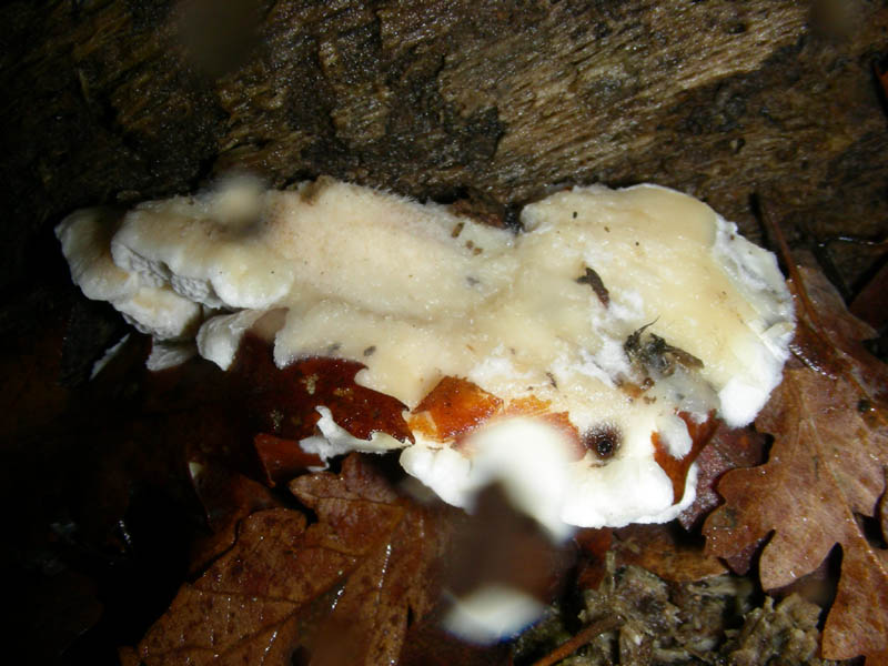 Legnicolo bosco di Quercia