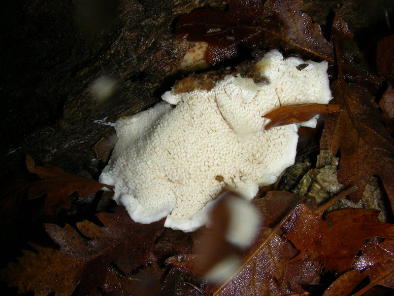 Legnicolo bosco di Quercia