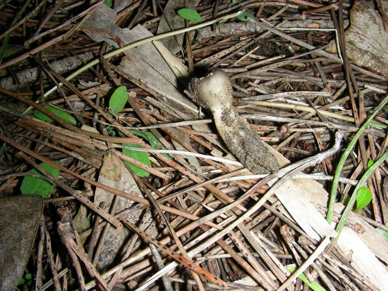 Ritrovamento del 02.02.2010.