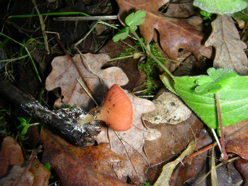 Escursione 02.02.2010.