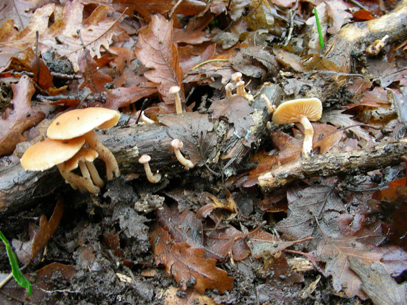 Ritrovamento bosco di Quercia Tubaria?