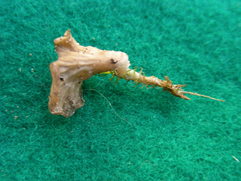 Escursione 02.02.2010.