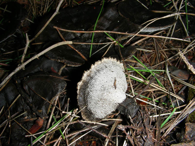 Escursione del 5.02.2010. Phellodon niger