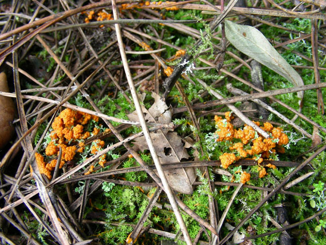 Sono solo quattro da determinare grazie.