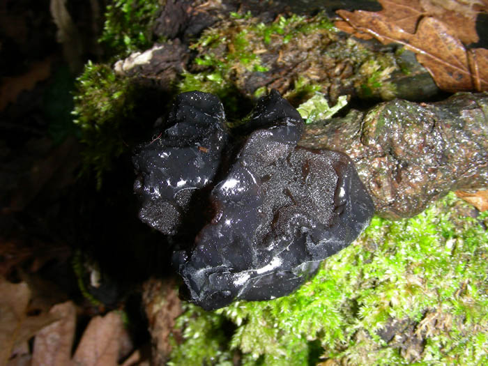 2 da determinare (Exidia glandulosa + Cheilymenia sp.)