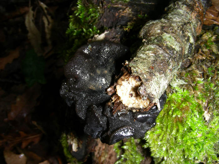 2 da determinare (Exidia glandulosa + Cheilymenia sp.)