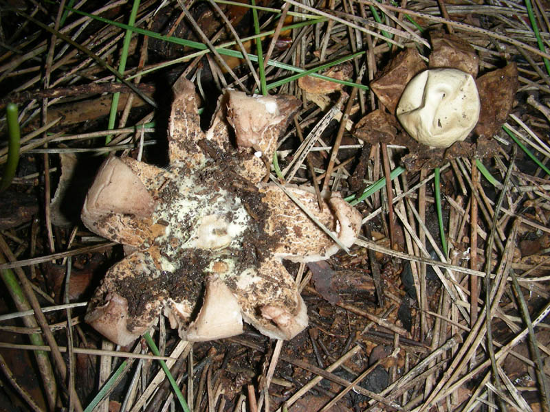 Ritrovamenti del 09.02.2010. litorale marino.