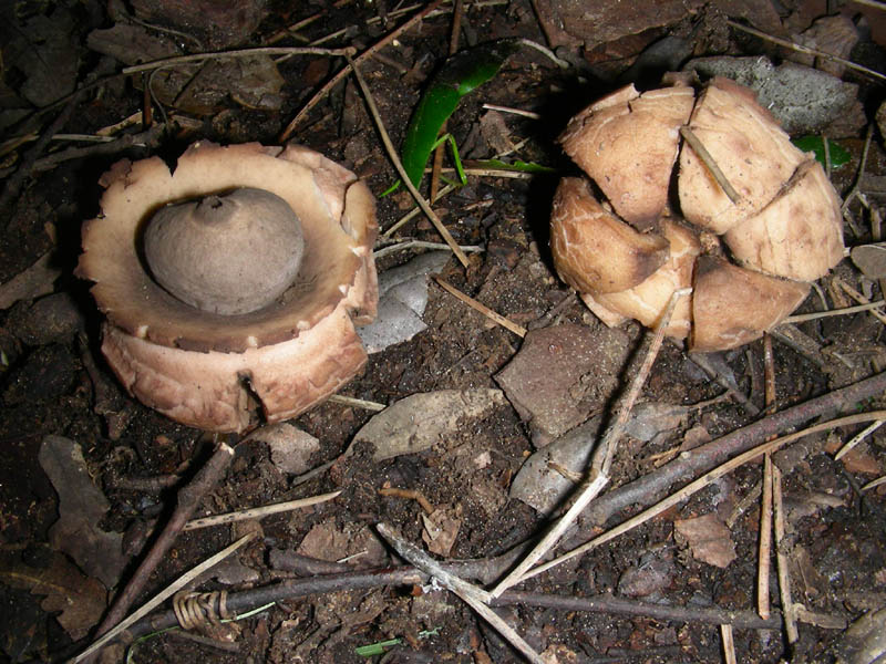 Ritrovamenti del 09.02.2010. litorale marino.