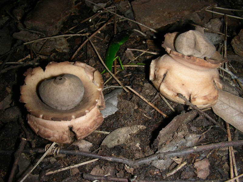 Ritrovamenti del 09.02.2010. litorale marino.