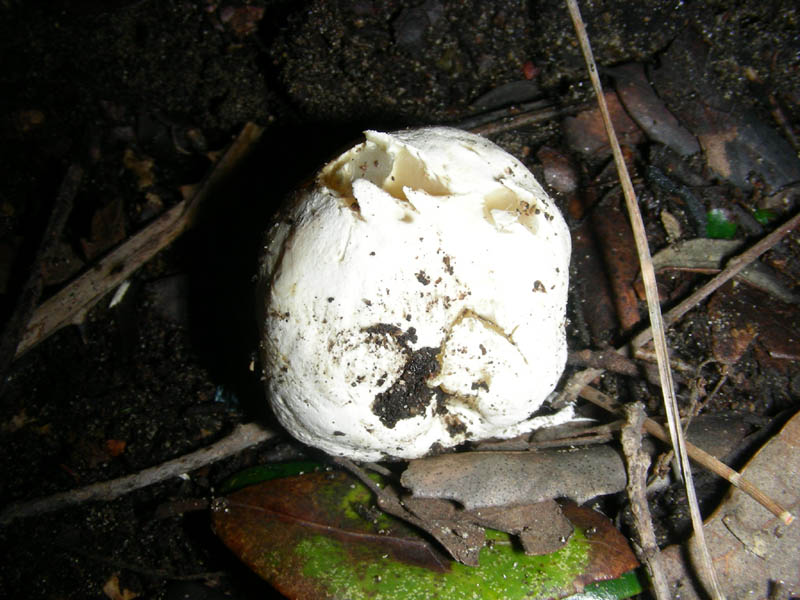 Ritrovamenti del 09.02.2010. litorale marino.