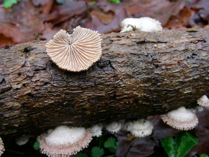 Stereum hirsutum fotog.10.02.09.