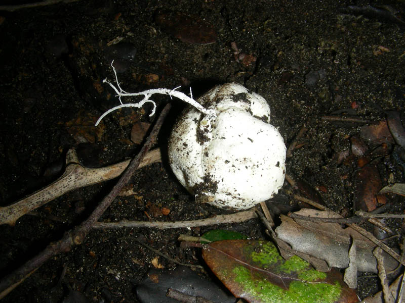 Ritrovamenti del 09.02.2010. litorale marino.