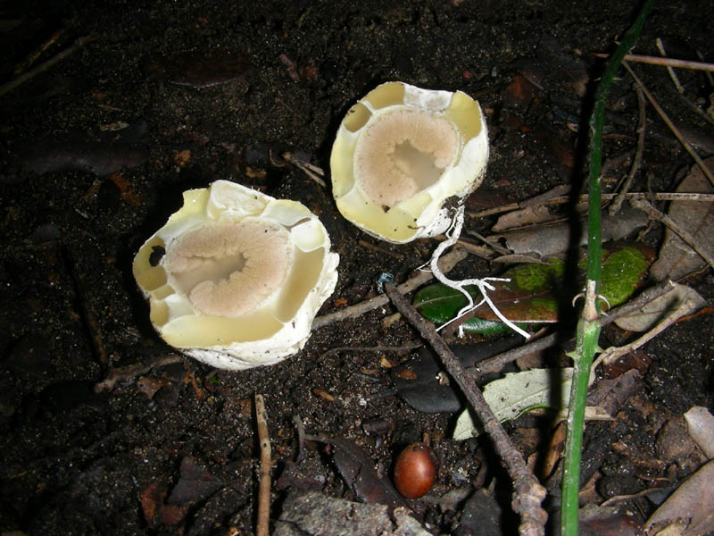 Ritrovamenti del 09.02.2010. litorale marino.