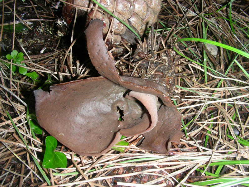 Otidea da determinare fotog. il 09.02.2010.