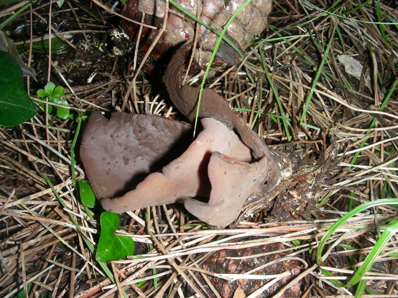 Otidea da determinare fotog. il 09.02.2010.