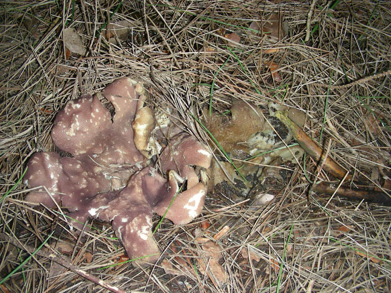 Ritrovamento del 09.02.2010.sotto pineta marina