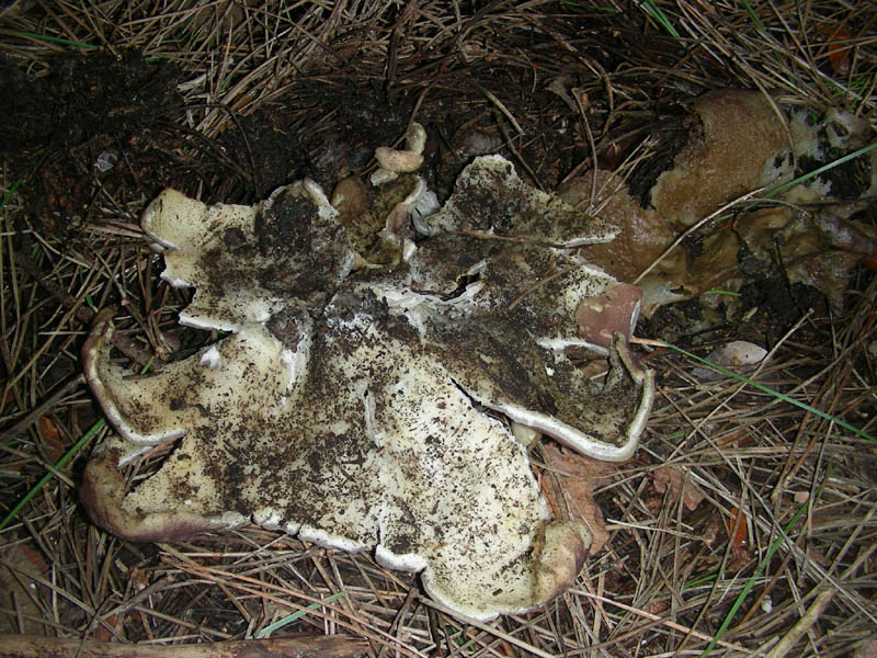 Ritrovamento del 09.02.2010.sotto pineta marina