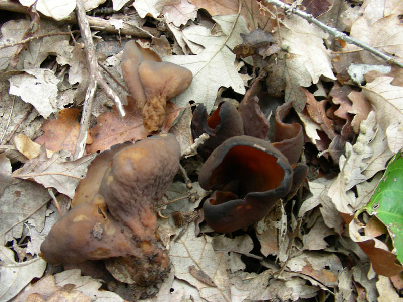 Otidea alutacea.