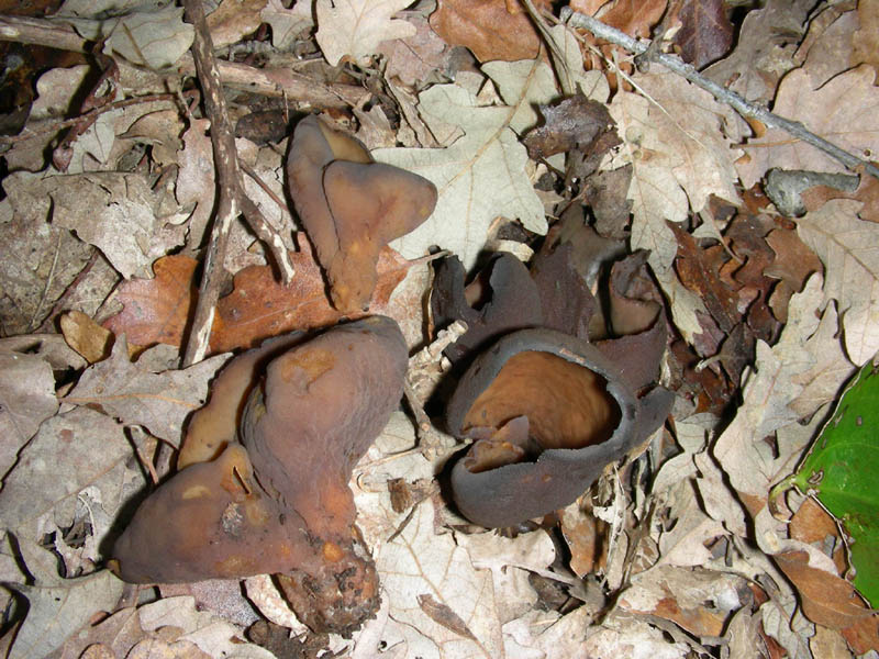 Otidea alutacea.