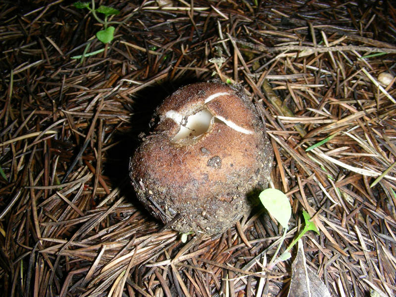 Sotto la pioggia 16.02.10.