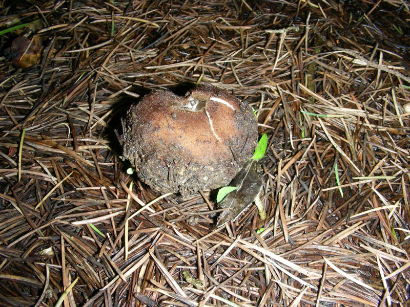 Sotto la pioggia 16.02.10.