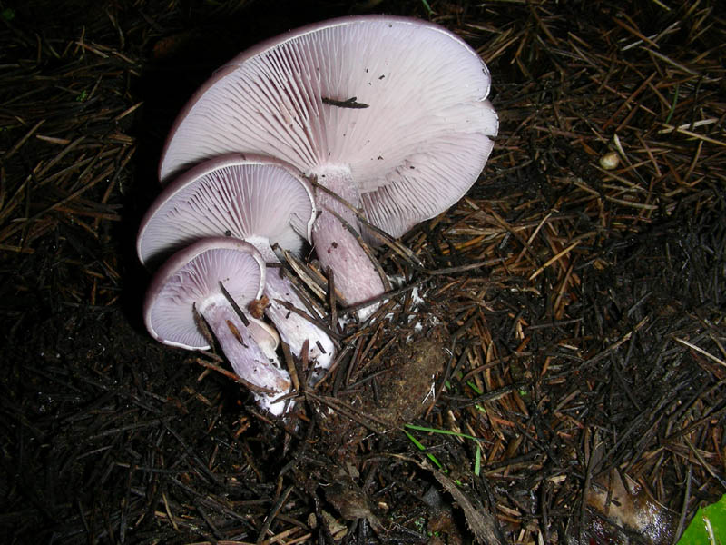 Sotto la pioggia 16.02.10.