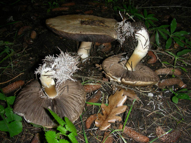 Agaricus fotog.il 16.02.10.