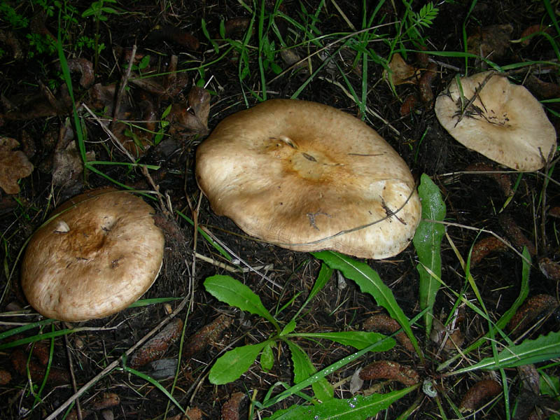 Agaricus fotog.il 16.02.10.